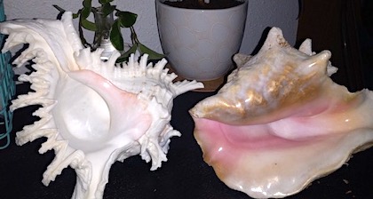 Conch Shells
