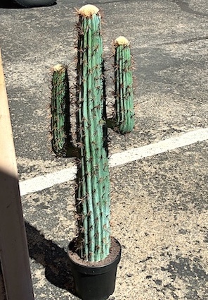 Faux Columnar Brazilian Blue Cactus with Flower