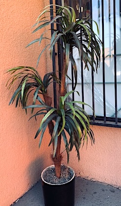 Artificial Dracaena Plant