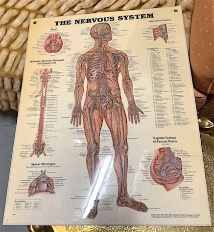 Poster Anatomy