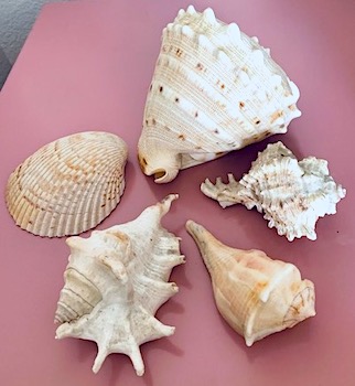 Small Conch Shells