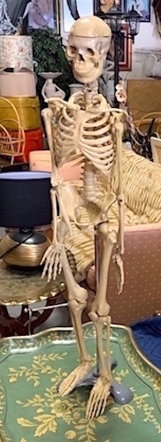 Skeleton on Stand