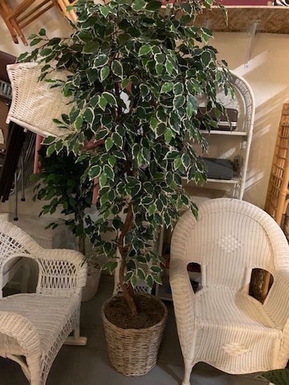 Faux Ficus Large Tree